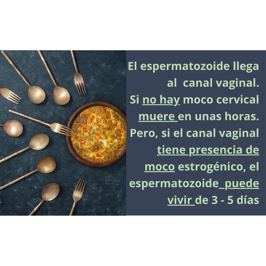 El espermatozoide muere en el canal vaginal acido. Solo cuando hay moco cervical puede sobrevivir de 3 a 5 días 